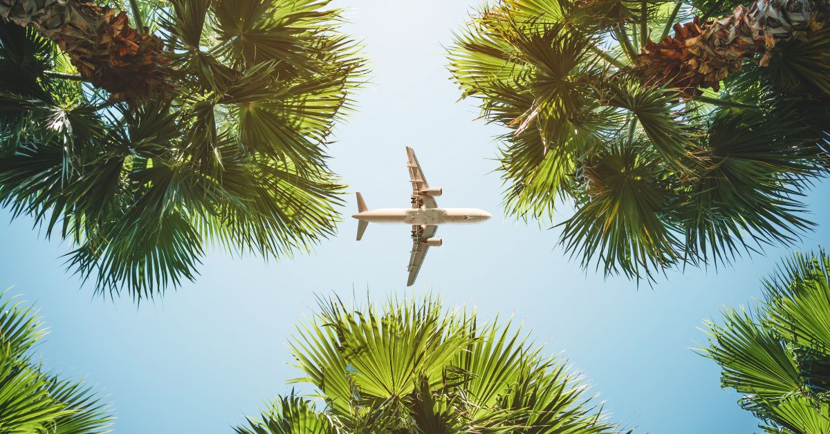 flight over palms